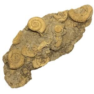 Fossil Cluster w/ Multiple Dactylioceras Ammonites Jurassic Period 10x4x3" 4lbs